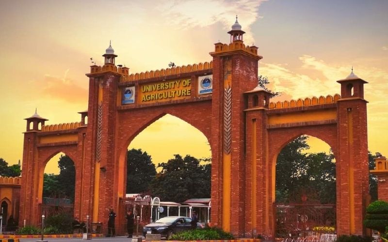 University of Agriculture Faisalabad 