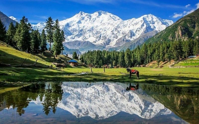 fairy meadows