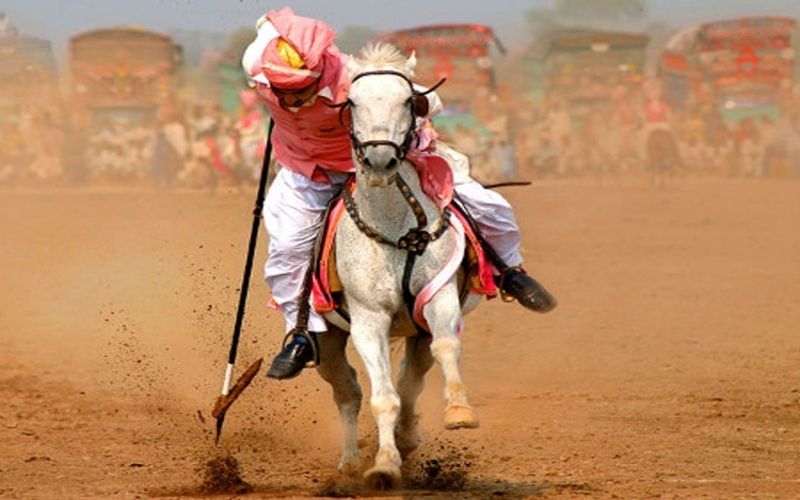 national horse and cattle show