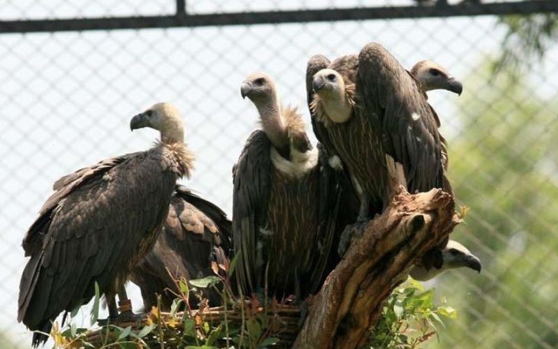 restoration & conservation