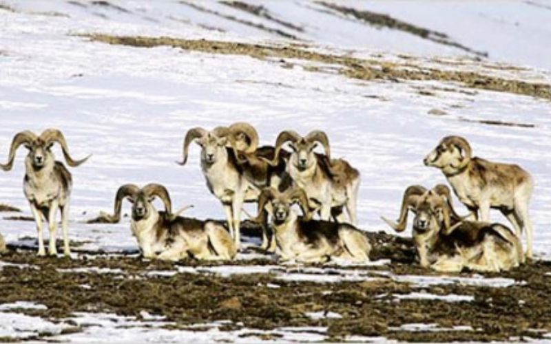 khunjerab national park