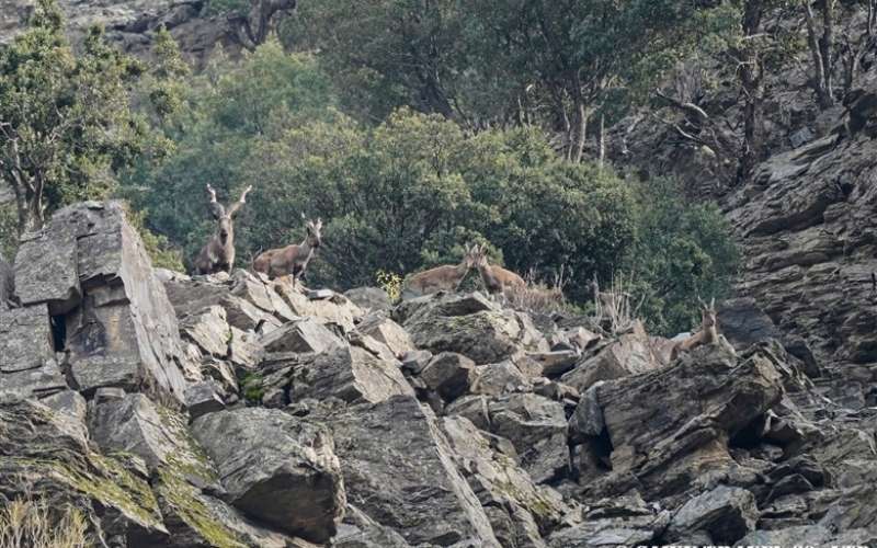 machiara national park